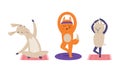 Cute animals doing yoga. Llama, fox and sheep performing various yoga poses set cartoon vector illustration Royalty Free Stock Photo