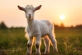 Cute animals goat rural grass farming Royalty Free Stock Photo