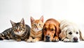 Cute animals lying together. Three pets placed on white studio background. Cat, dog looking at camera. Friendly, adorable pets. Royalty Free Stock Photo