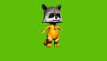 04 animated 3D cartoon raccon without glasess on green screeen background