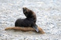 Wet Antarctic fur seal pup lying on stone in South Georgia