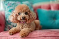 Cute Apricot Toy Poodle Resting on a Pink Cushion with Teal Pillow Background Indoors