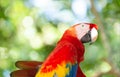 cute ara macaw parrot bird. ara macaw parrot outdor. ara macaw parrot outside. Royalty Free Stock Photo