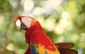 cute ara macaw parrot bird. ara macaw parrot outdor. ara macaw parrot outside. Royalty Free Stock Photo