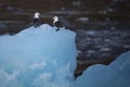 Cute arctic birds resting on a small iceberg. Svalbard