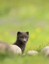 Cute Arctic fox cub hiding behind rocks in the meadow