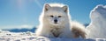 Cute arctic fox