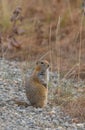 Cute Arctic Ground Squirrel in Fall