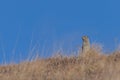 Cute Arctic Ground Squirrel on a Ridge