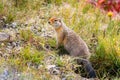 Cute Arctic ground squirrel close up portrait from Alaska Royalty Free Stock Photo