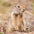 Cute Arctic ground squirrel Urocitellus parryii Royalty Free Stock Photo