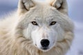 Cute arctic Wolf portrait, wild animal concept Royalty Free Stock Photo