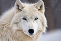 Cute arctic Wolf portrait, wild animal concept Royalty Free Stock Photo