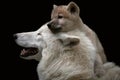 Arctic wolf pup on mother`s head. Canis lupus arctos. Royalty Free Stock Photo