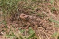 Cute Arizona Horned Lizard