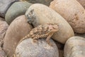 Arizona Horned Toad in Rocks Royalty Free Stock Photo