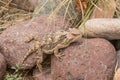 Cute Arizona Horned Toad Royalty Free Stock Photo