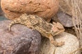 Cute Arizona Horned Toad in Rocks Royalty Free Stock Photo