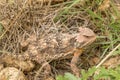 Arizona Horned Toad in Grass Royalty Free Stock Photo