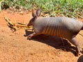 cute armadillo walking on the pasture. Xenarthra. Dasypus novemcinctus Royalty Free Stock Photo