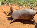 cute armadillo walking on the pasture. Xenarthra. Dasypus novemcinctus