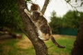Cute ash cat play on a tree. Portrait of an domestic cat Royalty Free Stock Photo