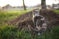 Cute ash cat portrait in the garden, look back Royalty Free Stock Photo