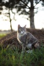 Cute ash cat portrait in the garden, look and paw raised up Royalty Free Stock Photo