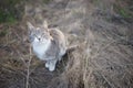 Cute ash cat portrait in the garden, young kitten sitting on the dry grass Royalty Free Stock Photo