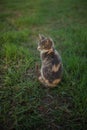 Cute ash cat portrait in the spring garden, back view on the green grass Royalty Free Stock Photo