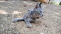 Cute ash colour cat on the floor