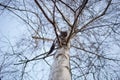 Cute ash kitten on a bare tree against a blue sky, beautiful cat walk on birch branches Royalty Free Stock Photo