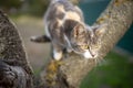 Cute ash kitty on a bare tree trunk Royalty Free Stock Photo