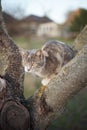 Cute ash kitty hunt on a cherry tree trunk Royalty Free Stock Photo