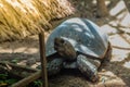 Cute Asian Black Tortoise Manouria emys phayrei or Burmese black tortoise