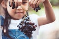 Cute asian child girl holding bunch of red grapes Royalty Free Stock Photo