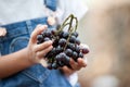 Cute asian child girl holding bunch of red grapes Royalty Free Stock Photo