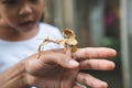 Cute asian child girl looking and touching leaf grasshopper that stick on parent hand with curious and fun