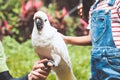 Cute asian child girl touching feather of beautiful macaw parrot Royalty Free Stock Photo