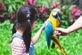 Cute asian child girl touching feather of beautiful macaw parrot