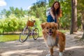 Cute asian girl with little dog walking in park. Woman sitting on green grass with dog - outdoor in nature portrait. Pet, domestic Royalty Free Stock Photo