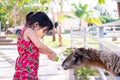 Cute Asian kid holding plastic milk bottle feeding goat in white fence. Royalty Free Stock Photo