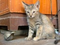 Cute Asian kitten or cat standing front of house