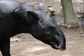 Asian tapir at zoo of Thailand