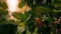 Cute asian Warbling White-eye resting on the nest. An adult Japanese Mejiro