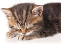 Cute asleep kitten Royalty Free Stock Photo