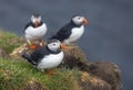 Cute Atlantic Puffin birds on the cliff