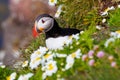 Cute Atlantic puffin in Iceland Royalty Free Stock Photo