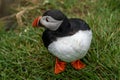 Cute Atlantic puffin looks off to the side. Top down view. Iceland Royalty Free Stock Photo