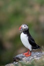 Cute Atlantic Puffin - ratercula arctica in Borgarfjordur eystri ,Iceland.